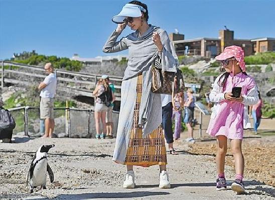 热带企鹅在南非 你见过吗？