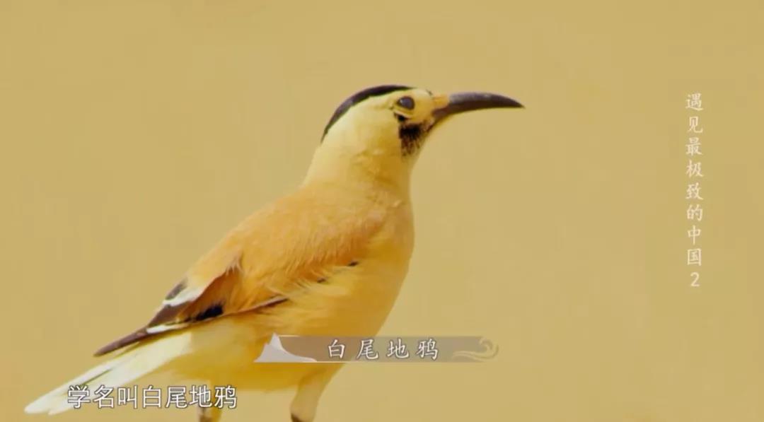 中国电视—《遇见最极致的中国》：瀚海狂沙