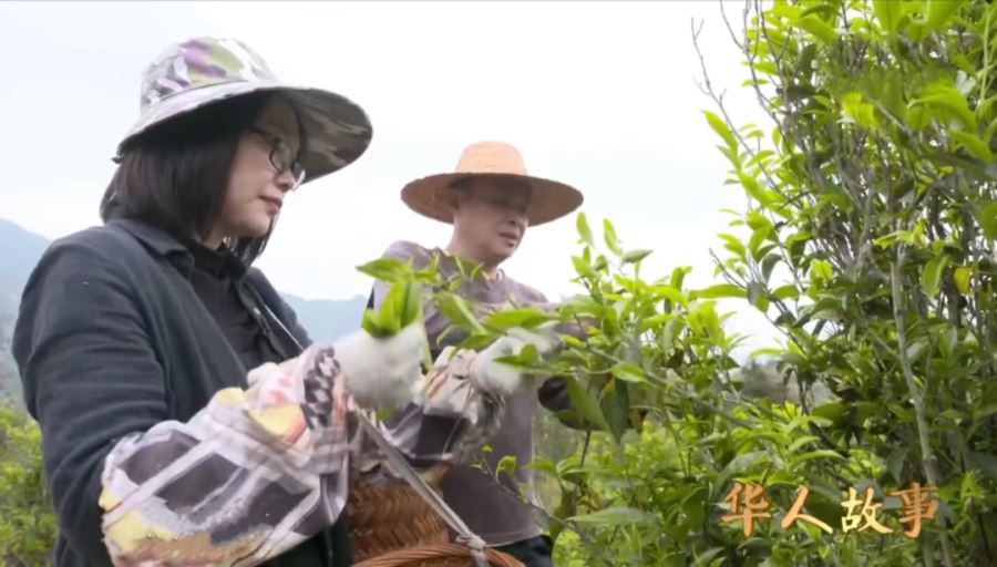 《中国电视》-《华人故事》-林佳平：家乡茶香溢