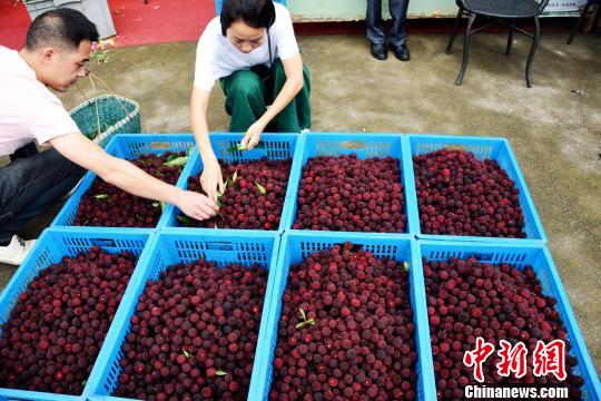 图为：浙江仙居杨梅喜丰收 王华斌 摄