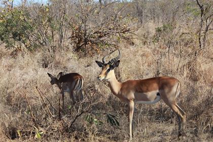 Kruger National Park to procure from small businesses to boost the tourism  industry